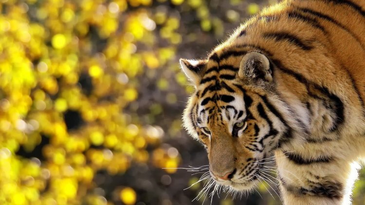 Картинки и фото тигров на рабочий стол., фото 16