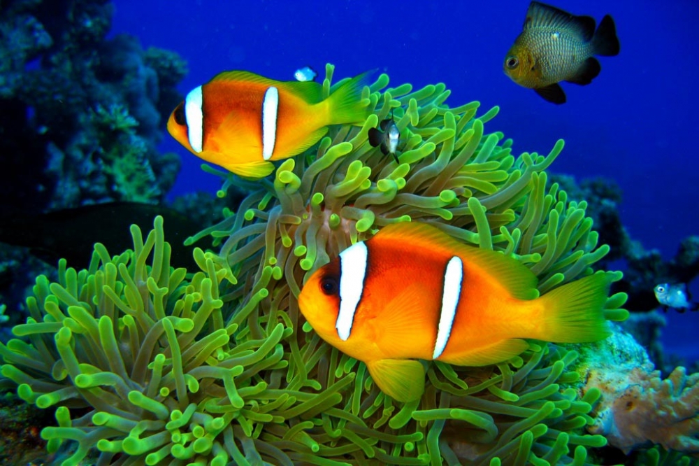 Удивительный мир Красного моря, фото 16