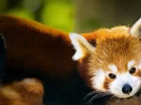 Животные и звери, для поднятия позитивного настроения, фото 15