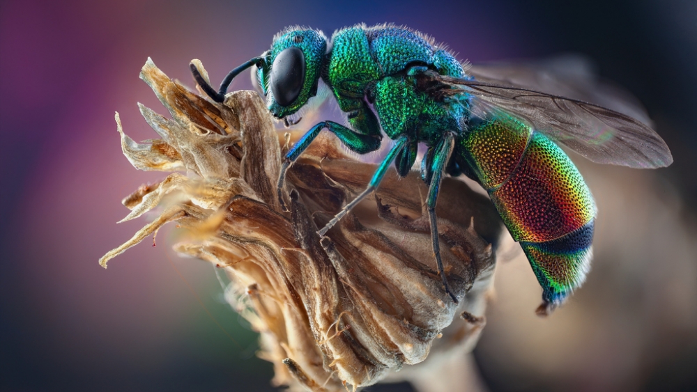 Обои насекомые (1), фото 15 Обои насекомые (1), фото 15