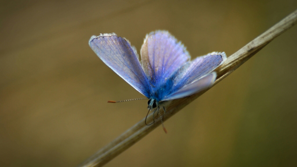 Обои насекомые (2), фото 15 Обои насекомые (2), фото 15