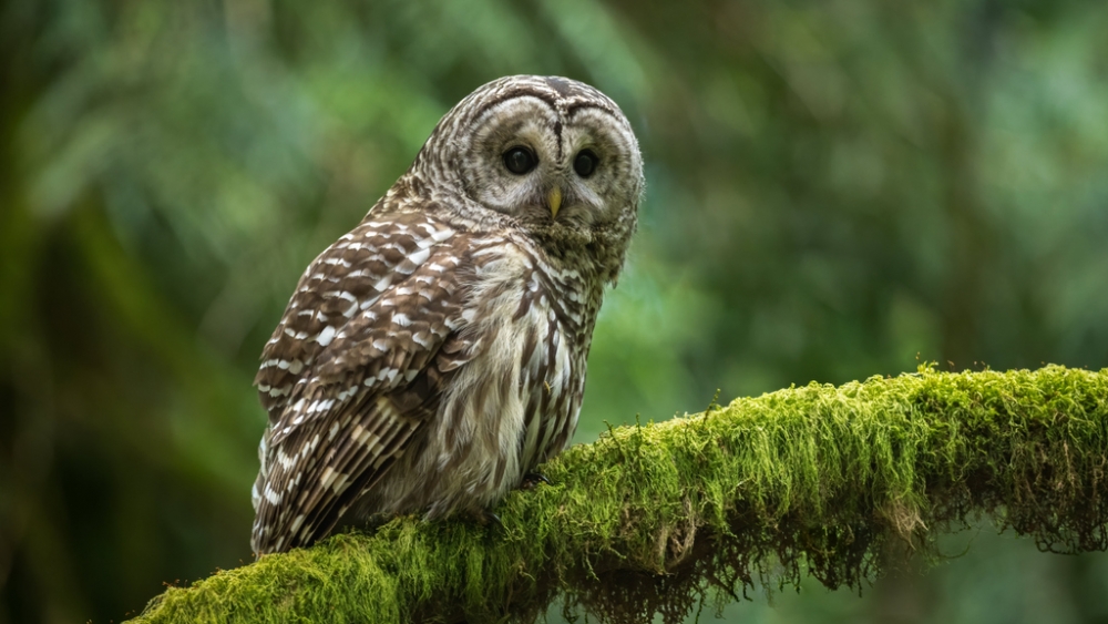 Обои птицы (1), фото 15 Обои птицы (1), фото 15