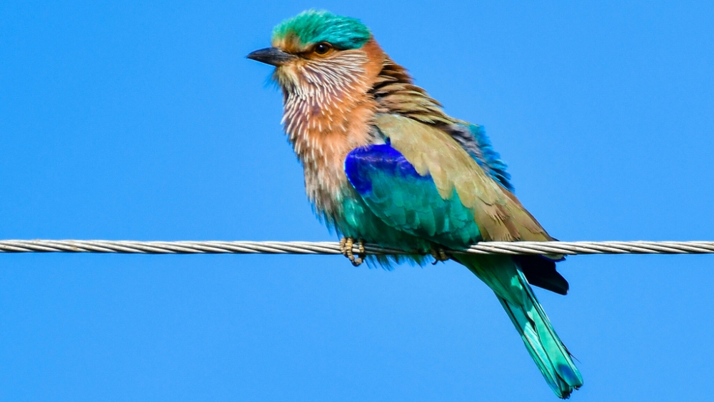 Обои птицы (2), фото 16 Обои птицы (2), фото 16