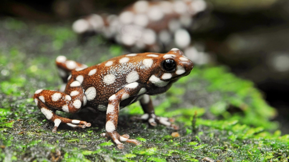 Обои рептилии (1), фото 15 Обои рептилии (1), фото 15