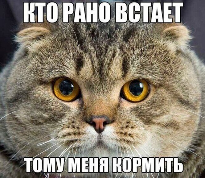 Смешные картинки с животными, фото 23 Смешные картинки с животными, фото 23