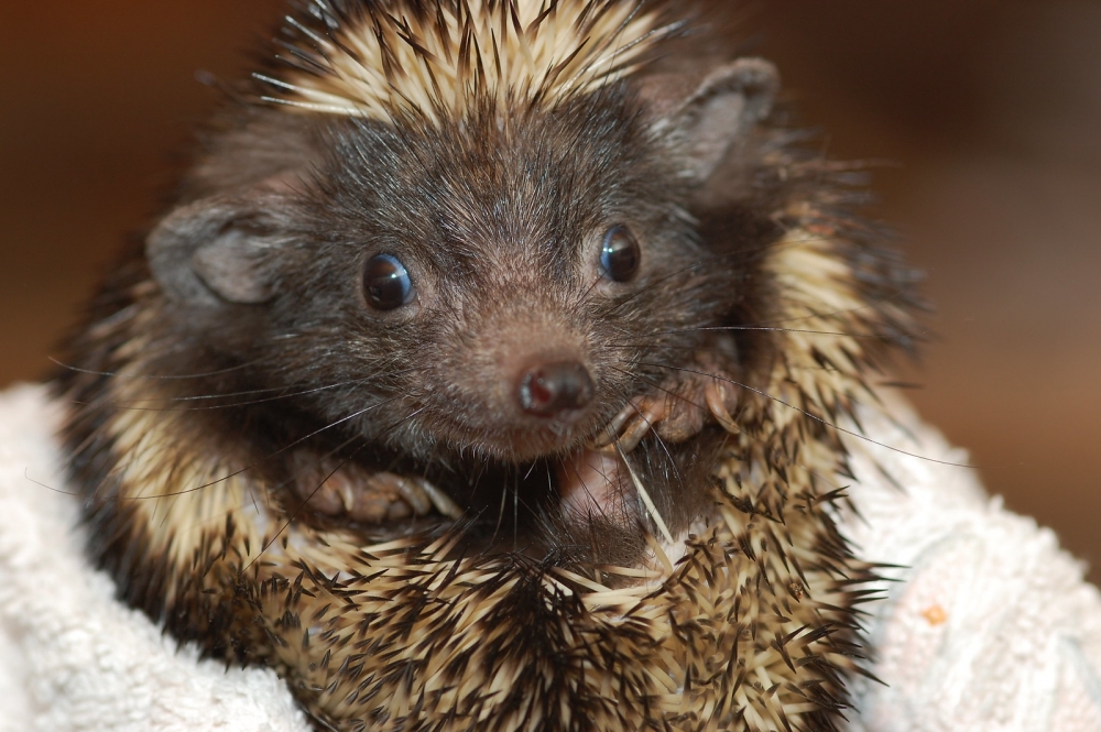 Смешные ежики , фото 23 Смешные ежики , фото 23