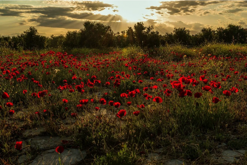 Красота русской природы в картинах Ольги Одальчук, фото 15 Красота русской природы в картинах Ольги Одальчук, фото 15