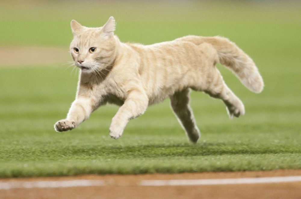 Внимание Спорт-Кот. Спортивный символ года., фото 17