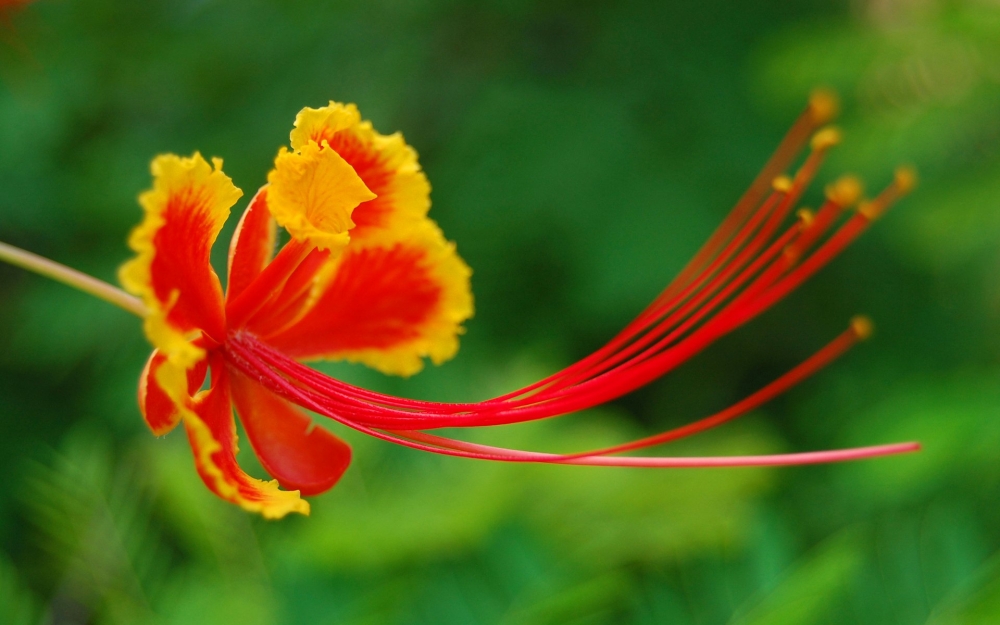 Волшебные цветы тропиков, фото 14