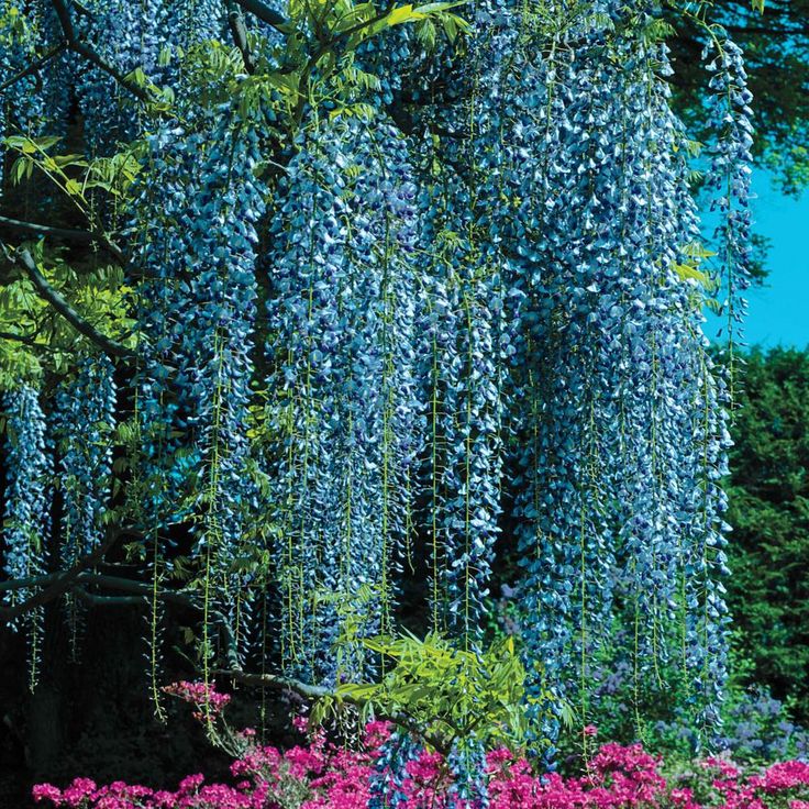 Невероятная глициния, фото 16