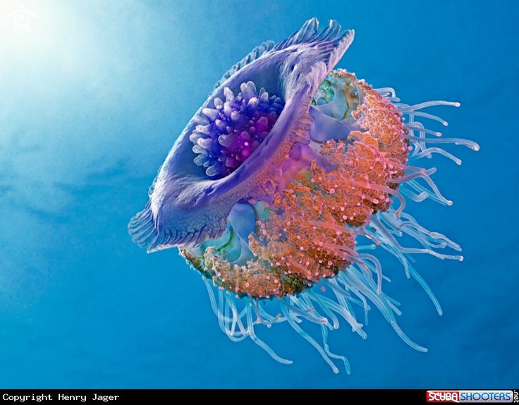 Удивительные медузы, фото 15