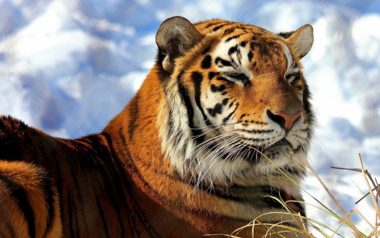 Картинки и фото тигров на рабочий стол., фото 17