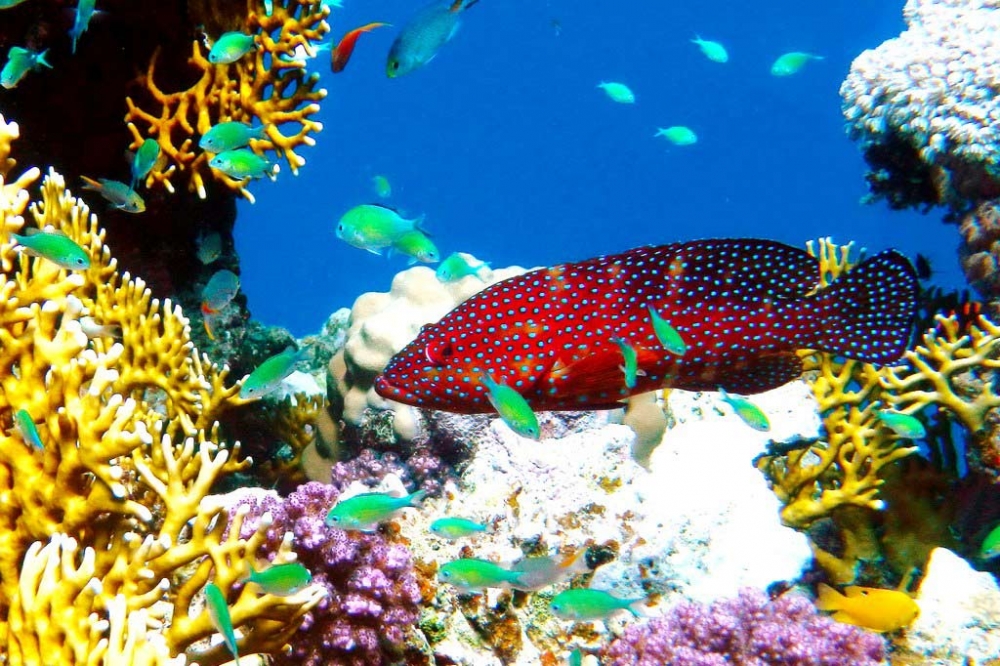 Удивительный мир Красного моря, фото 17