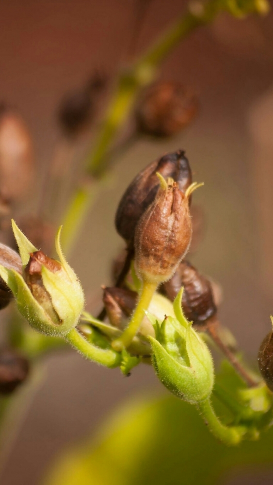 Макро обои для смартфона, фото 17 Макро обои для смартфона, фото 17