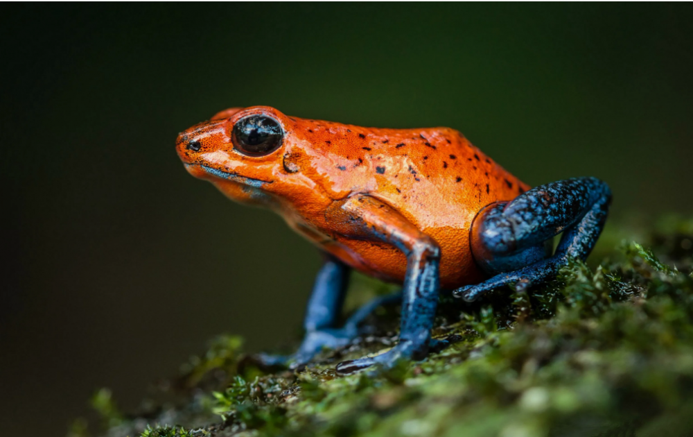 Царевна-лягушка, фото 15 Царевна-лягушка, фото 15