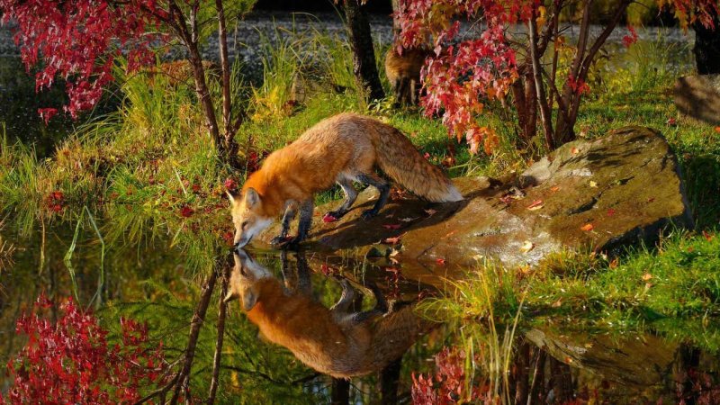 Осенние животные., фото 16 Осенние животные., фото 16