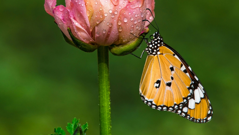 Обои насекомые (2), фото 16 Обои насекомые (2), фото 16