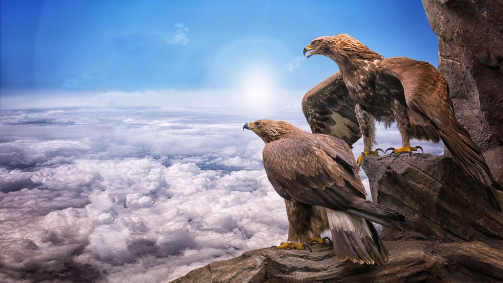 Обои птицы (1), фото 16 Обои птицы (1), фото 16