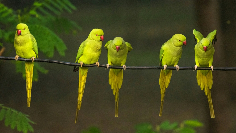 Обои птицы (2), фото 17 Обои птицы (2), фото 17