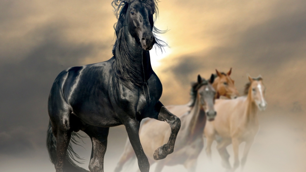 Обои лошади, фото 16 Обои лошади, фото 16