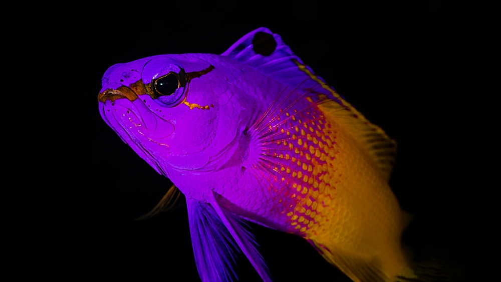 Обои мир моря (1), фото 16 Обои мир моря (1), фото 16