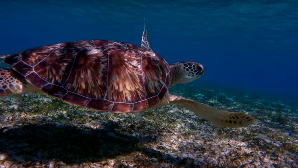 Обои мир моря (2), фото 17 Обои мир моря (2), фото 17