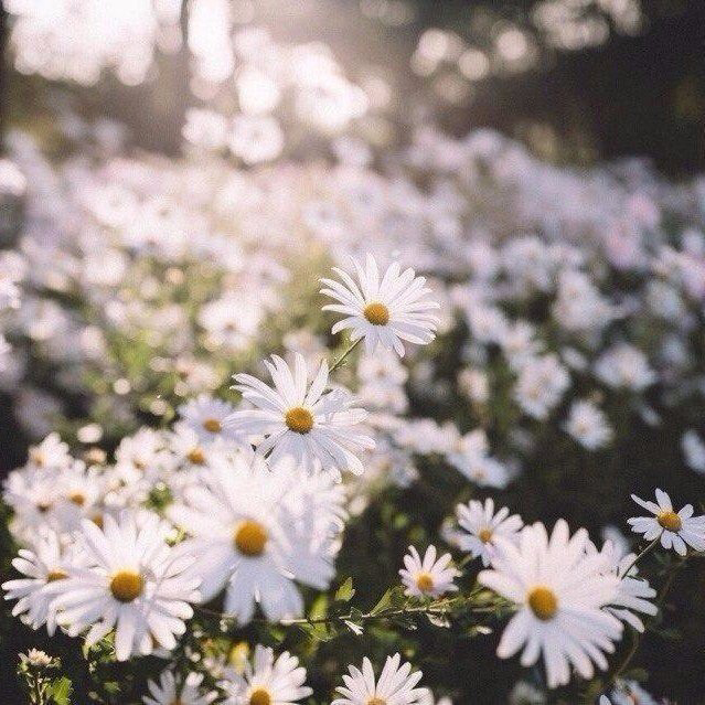 Обои с ромашками , фото 21