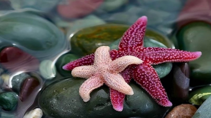 Таинственный мир океана, фото 16