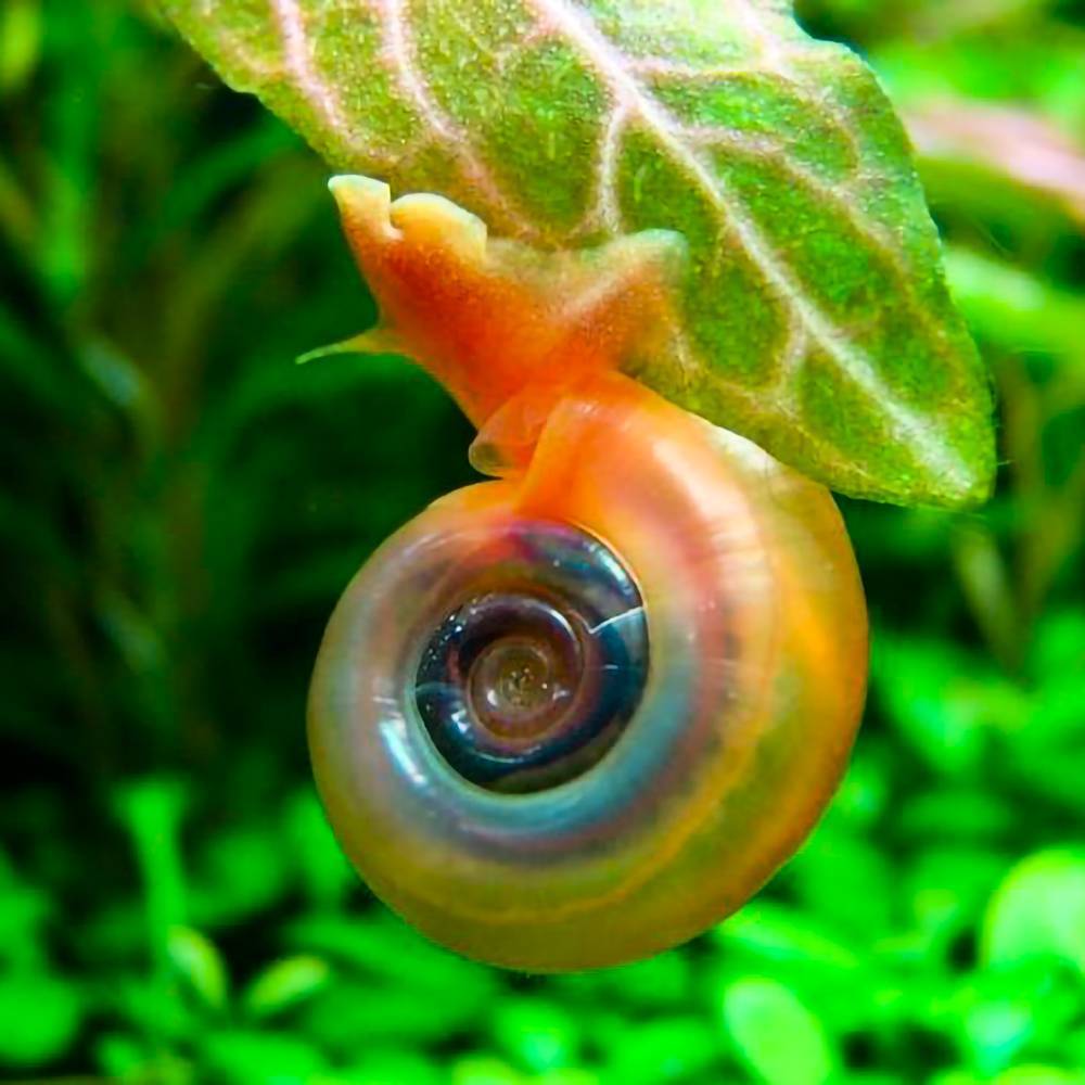 Удивительная красота улиток, фото 16 Удивительная красота улиток, фото 16
