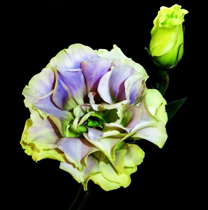 Красавица эустома, фото 16