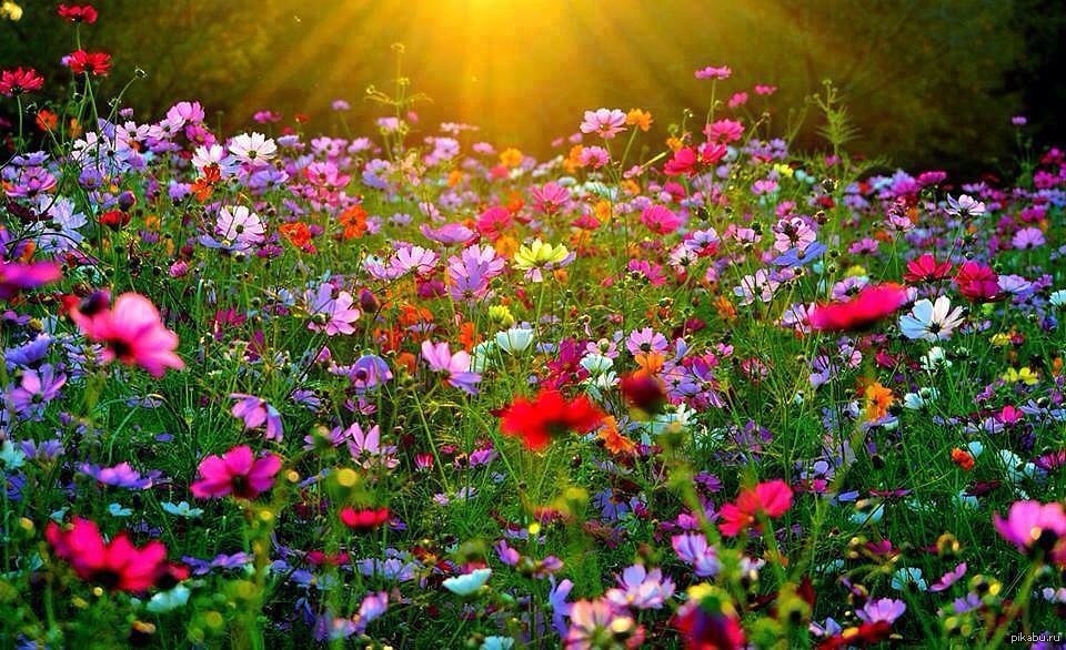 Лето, лето, васильки в букетах), фото 17