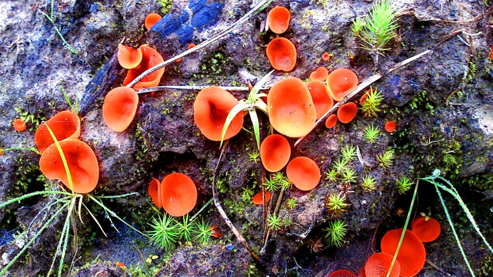 Обои с грибами, фото 18 Обои с грибами, фото 18