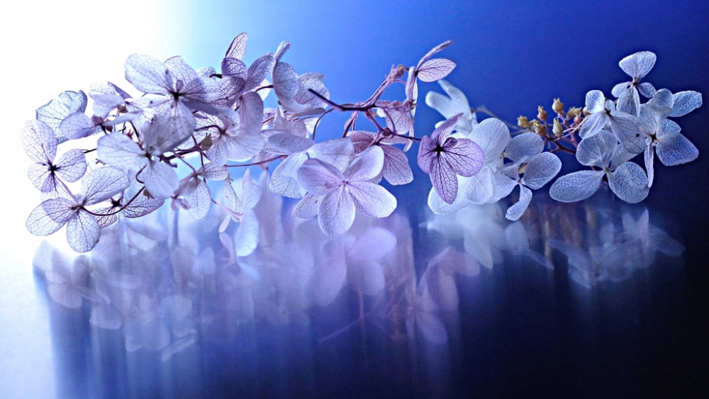 Обои макро (1), фото 18 Обои макро (1), фото 18