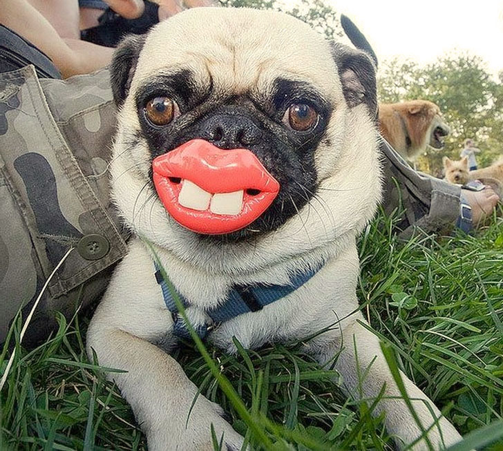 Фото смешных животных, фото 17 Фото смешных животных, фото 17