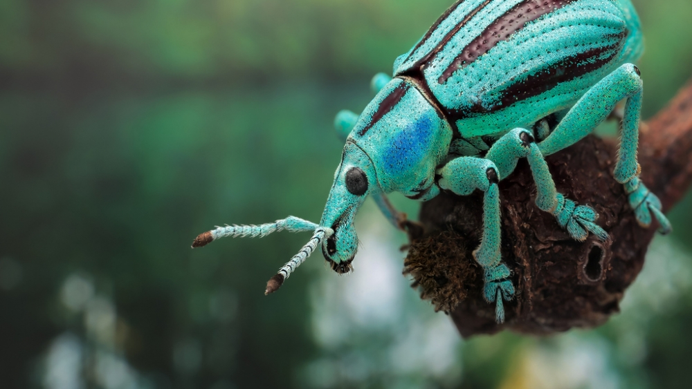 Обои насекомые (1), фото 18 Обои насекомые (1), фото 18