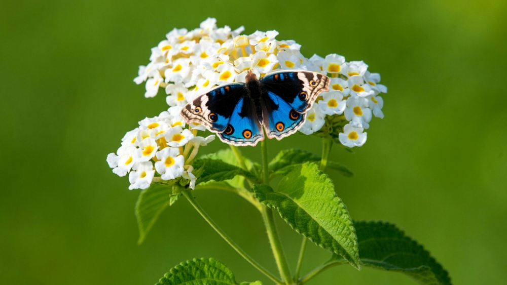 Обои насекомые (2), фото 17 Обои насекомые (2), фото 17