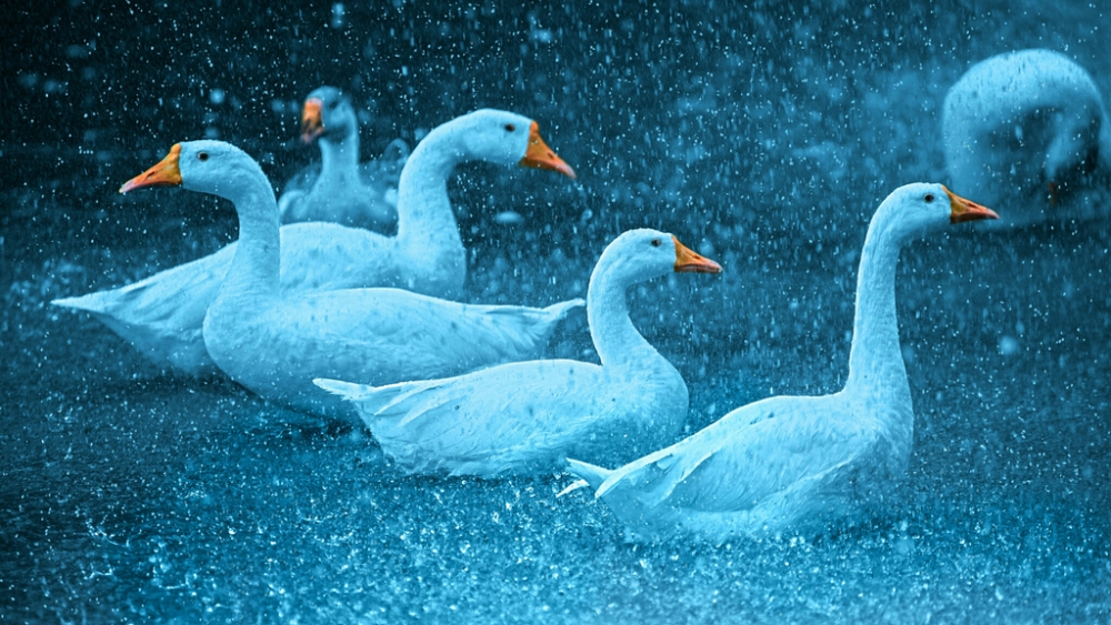 Обои птицы (2), фото 18 Обои птицы (2), фото 18