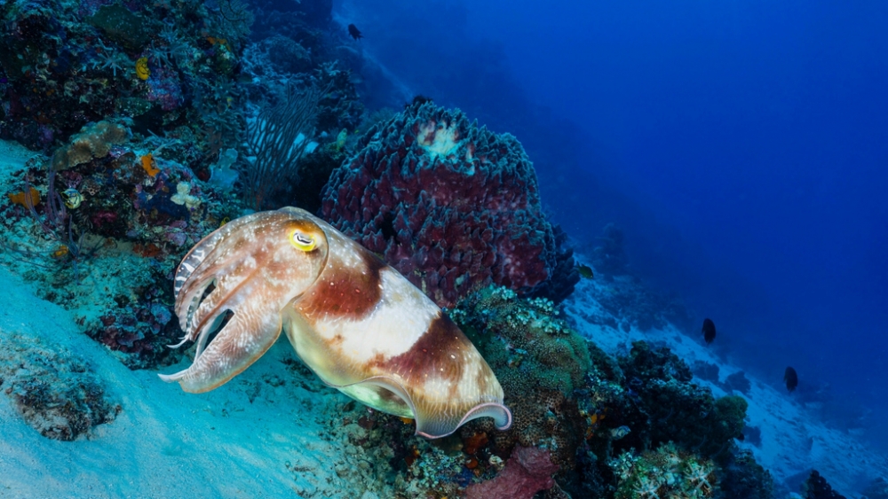 Обои мир моря (1), фото 17 Обои мир моря (1), фото 17