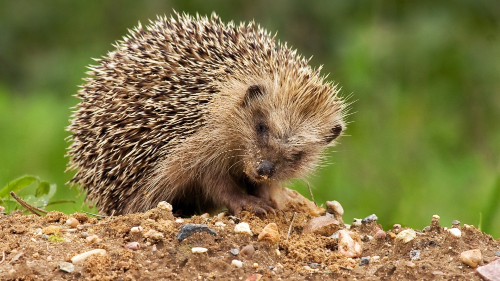 Смешные ежики , фото 4 Смешные ежики , фото 4