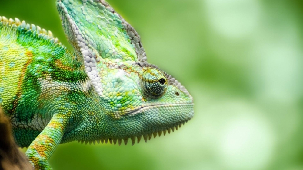 Обои рептилии (2), фото 17 Обои рептилии (2), фото 17