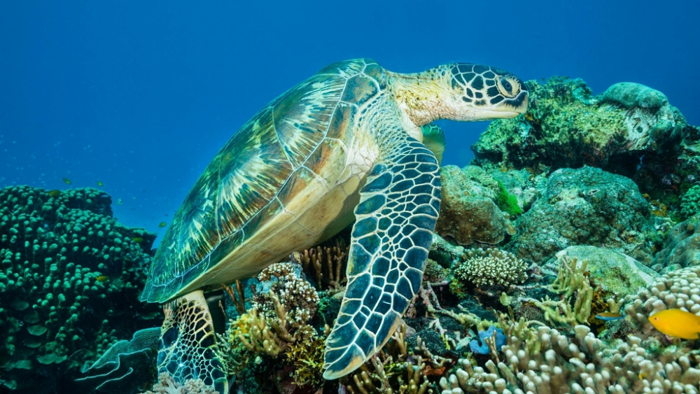 Обои мир моря (1), фото 18 Обои мир моря (1), фото 18