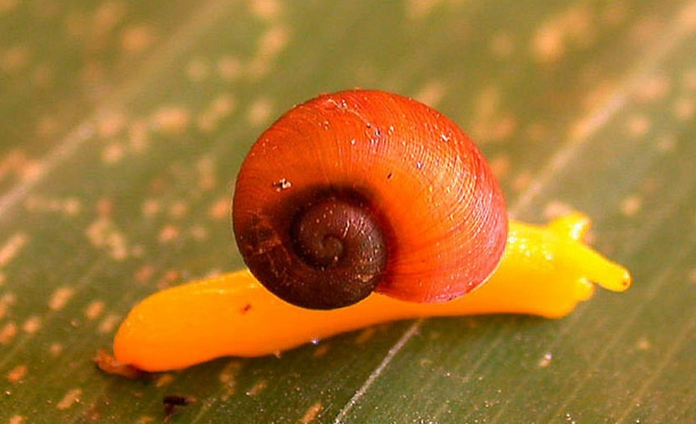 Удивительная красота улиток, фото 17 Удивительная красота улиток, фото 17