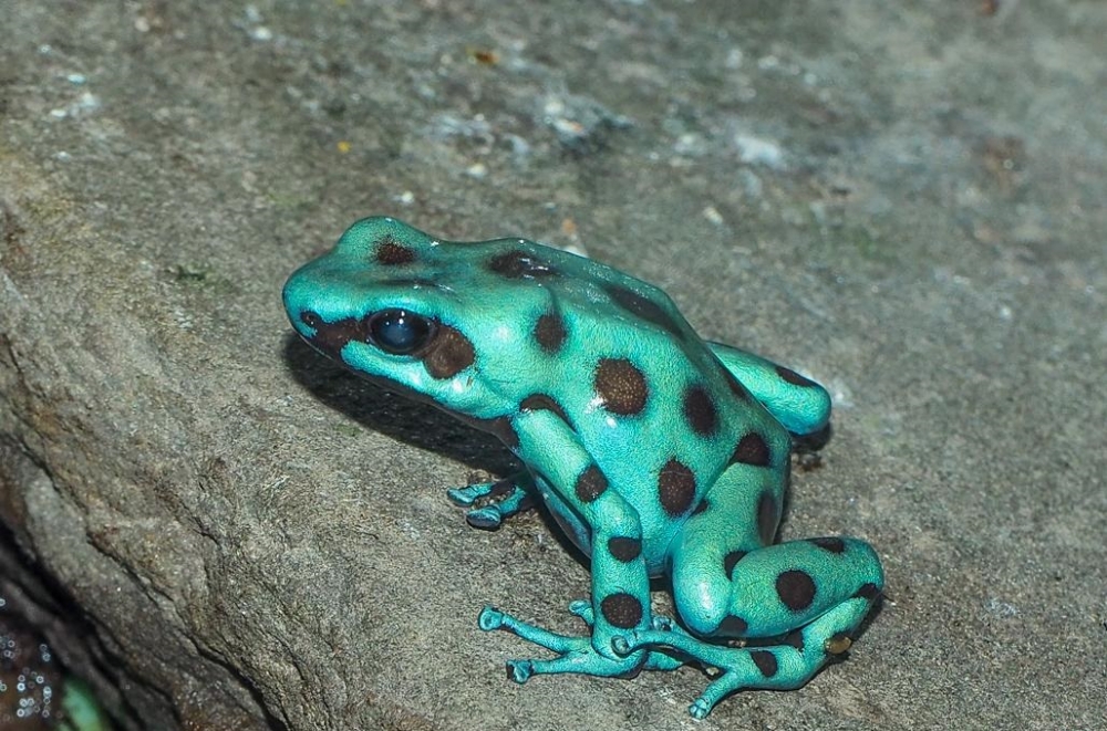 Царевна-лягушка, фото 17 Царевна-лягушка, фото 17