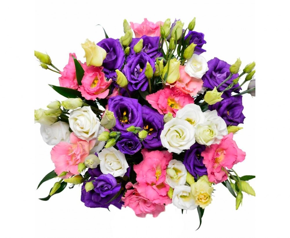 Красавица эустома, фото 17