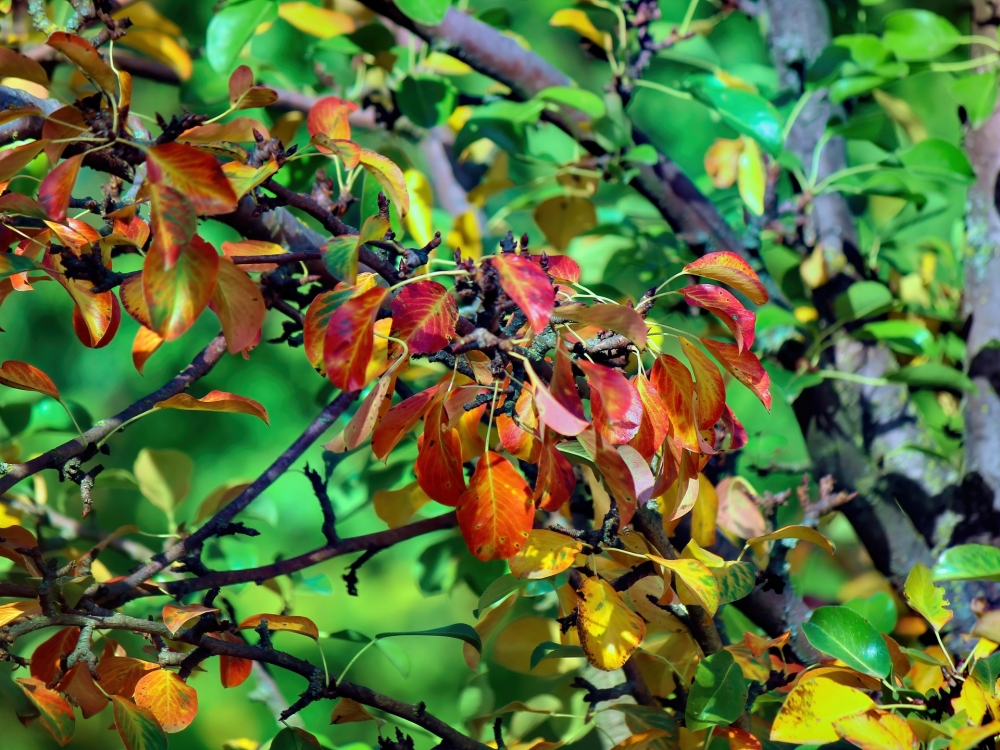 Осенние обои, фото 19 Осенние обои, фото 19