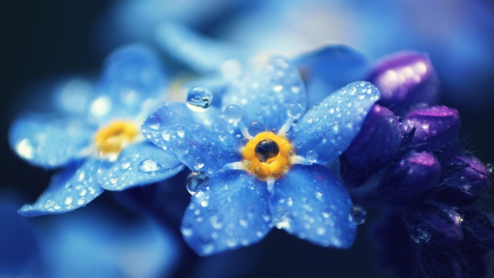 Обои макро (1), фото 19 Обои макро (1), фото 19