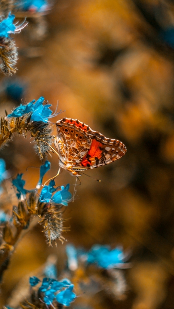 Макро обои для смартфона, фото 19 Макро обои для смартфона, фото 19