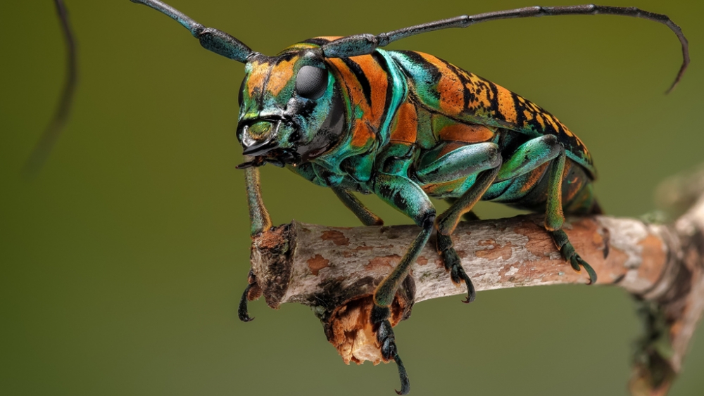 Обои насекомые (1), фото 19 Обои насекомые (1), фото 19