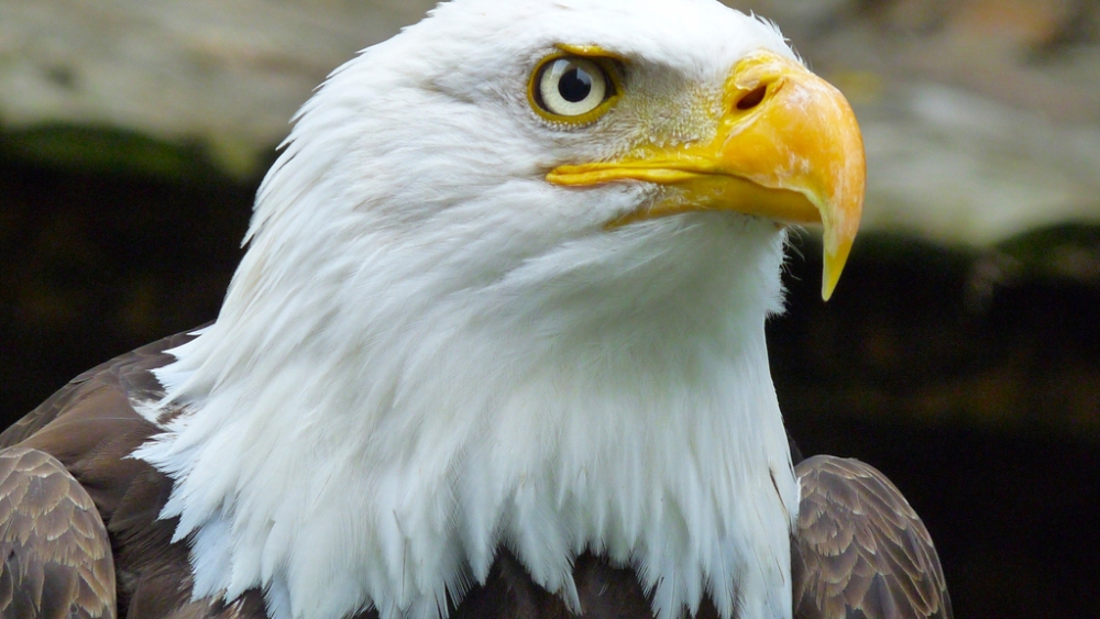 Обои птицы (1), фото 18 Обои птицы (1), фото 18