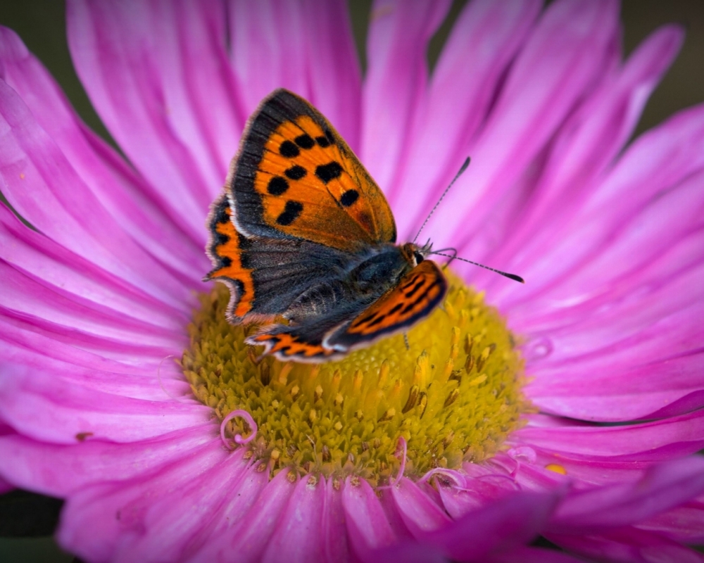 Обои макро (1), фото 1 Обои макро (1), фото 1